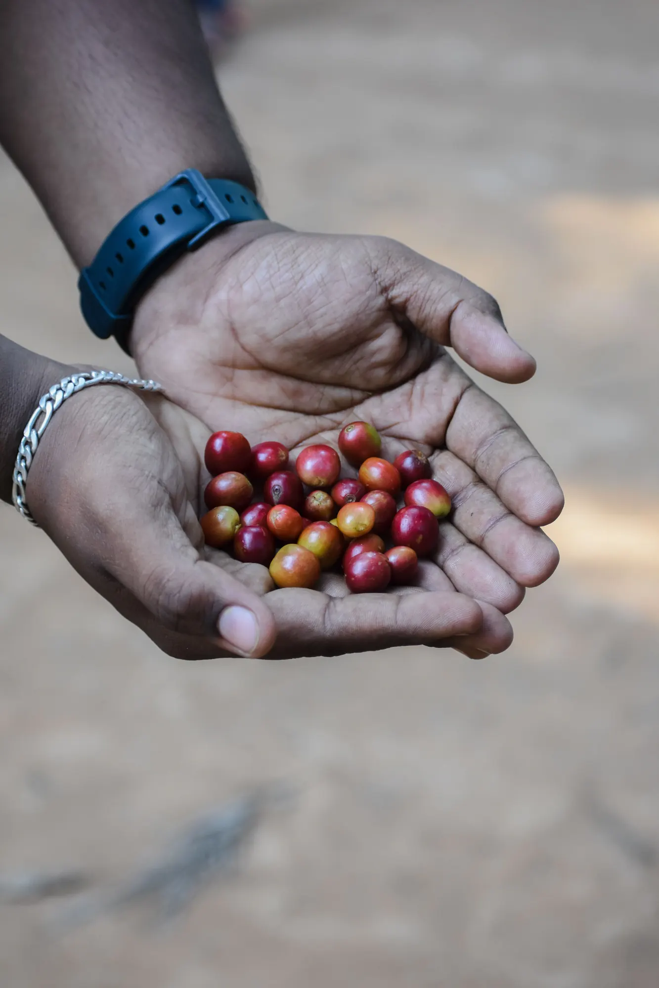 Two hands holding a small pile of ripe coffee cherries